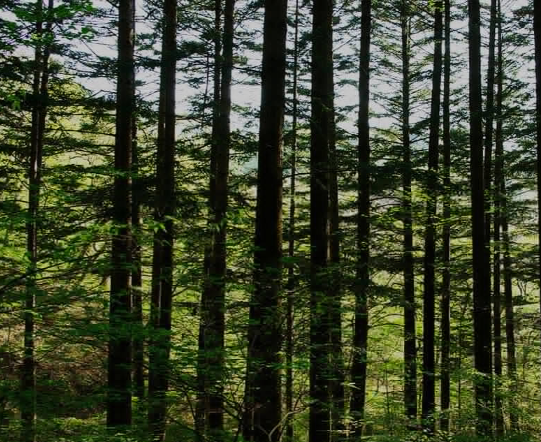 5D()717PA`TDKASF)X4HBVB.png